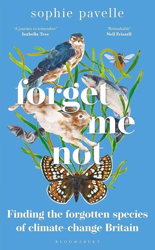 'Forget me not' by Sophie Pavelle