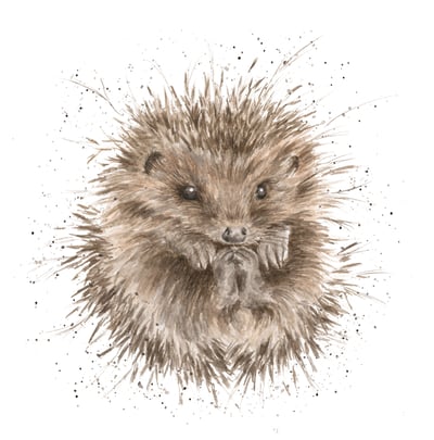 'Awakening' hedgehog print