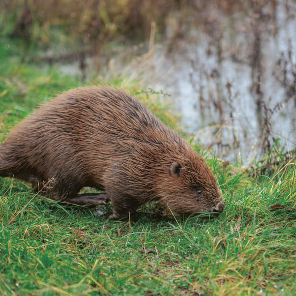 Find out more about Wild Wrendale