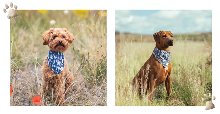 Elvis & Jura modelling new dog bandanas by Wrendale Designs