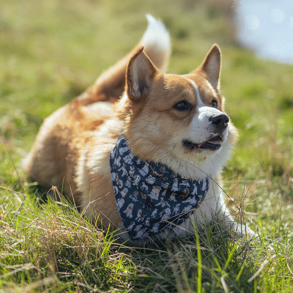A range of different dog breeds wearing the dog bandana by Wrendale Designs