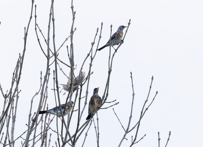 Fieldfares- Photography by Graham Catley