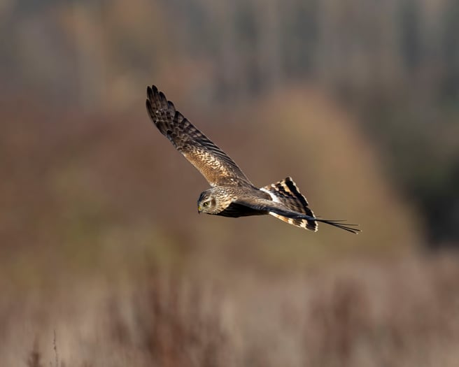 Hen Harrier- Photography by Graham Catley