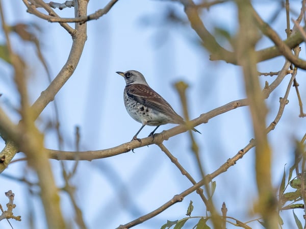 Fieldfare