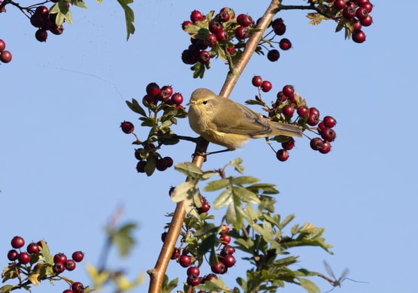 Chiffchaff