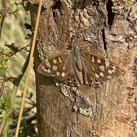 Speckled Wood Butterfly