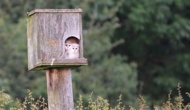 Owl nesting boxes around the Wrendale farm