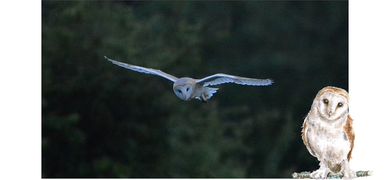 Photo of a white barn owl on the Wrendale farm