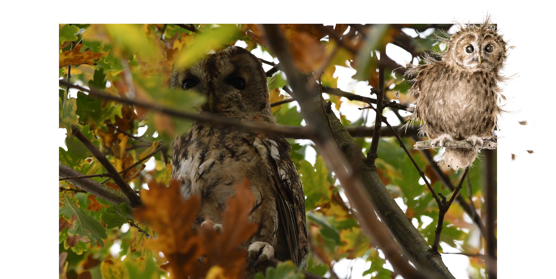 Photo of a tawny owl on the Wrendale farm