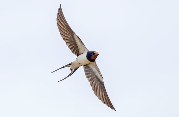 Swallow