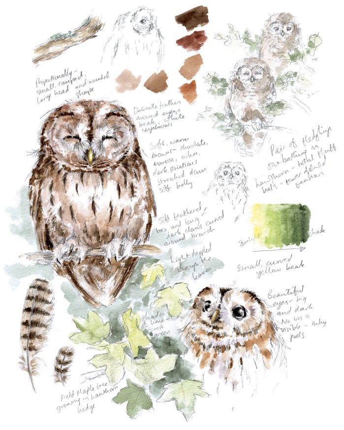 Tawny owl sketch page by Hannah Dale