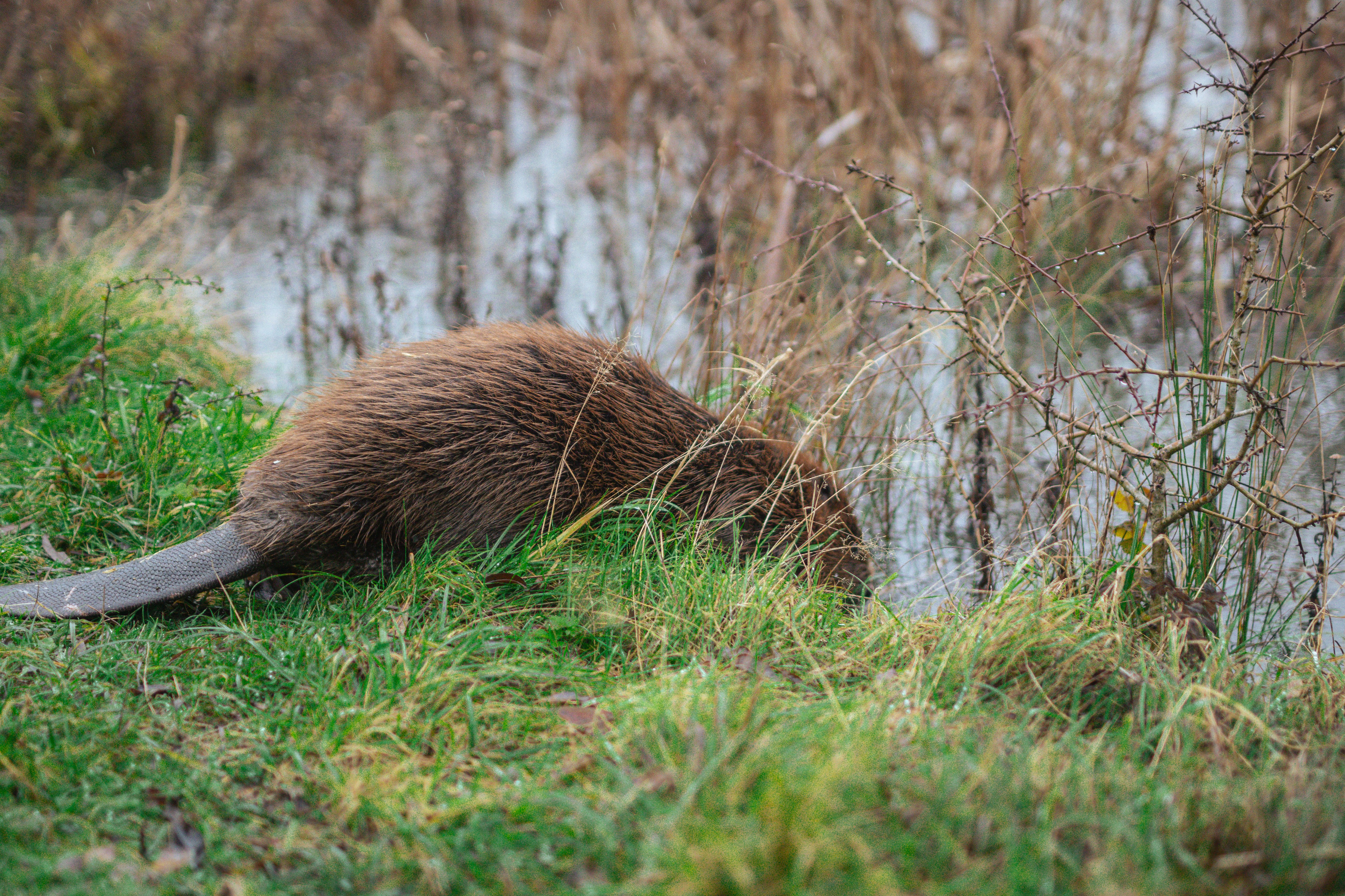 Beaver entering the water