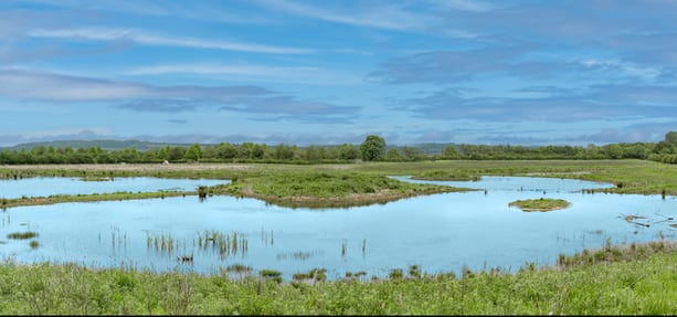 Wetlands