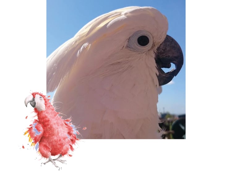 Umbrella Cockatoo- Bird