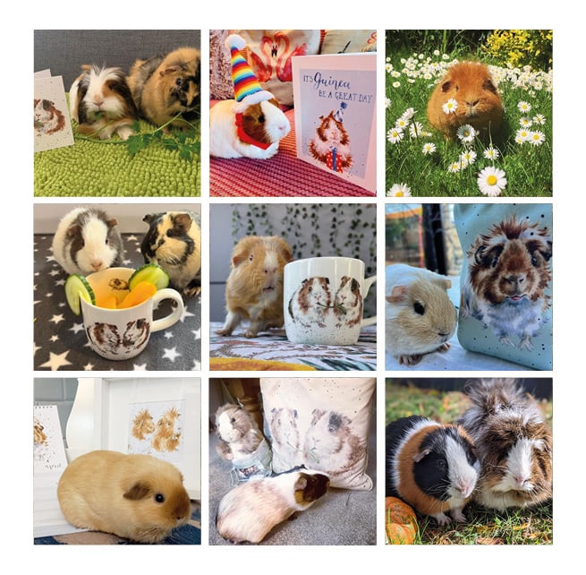 Wrendale guinea pig gifts
