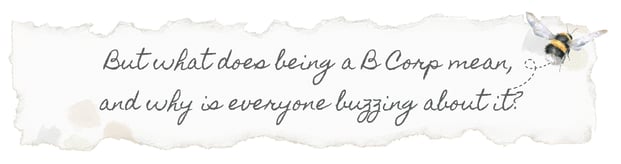 But what does being a B Corp mean, and why is everyone buzzing about it?