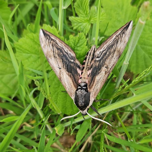 Privet Hawk-moth