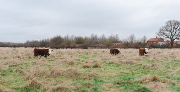 Cows on the farm