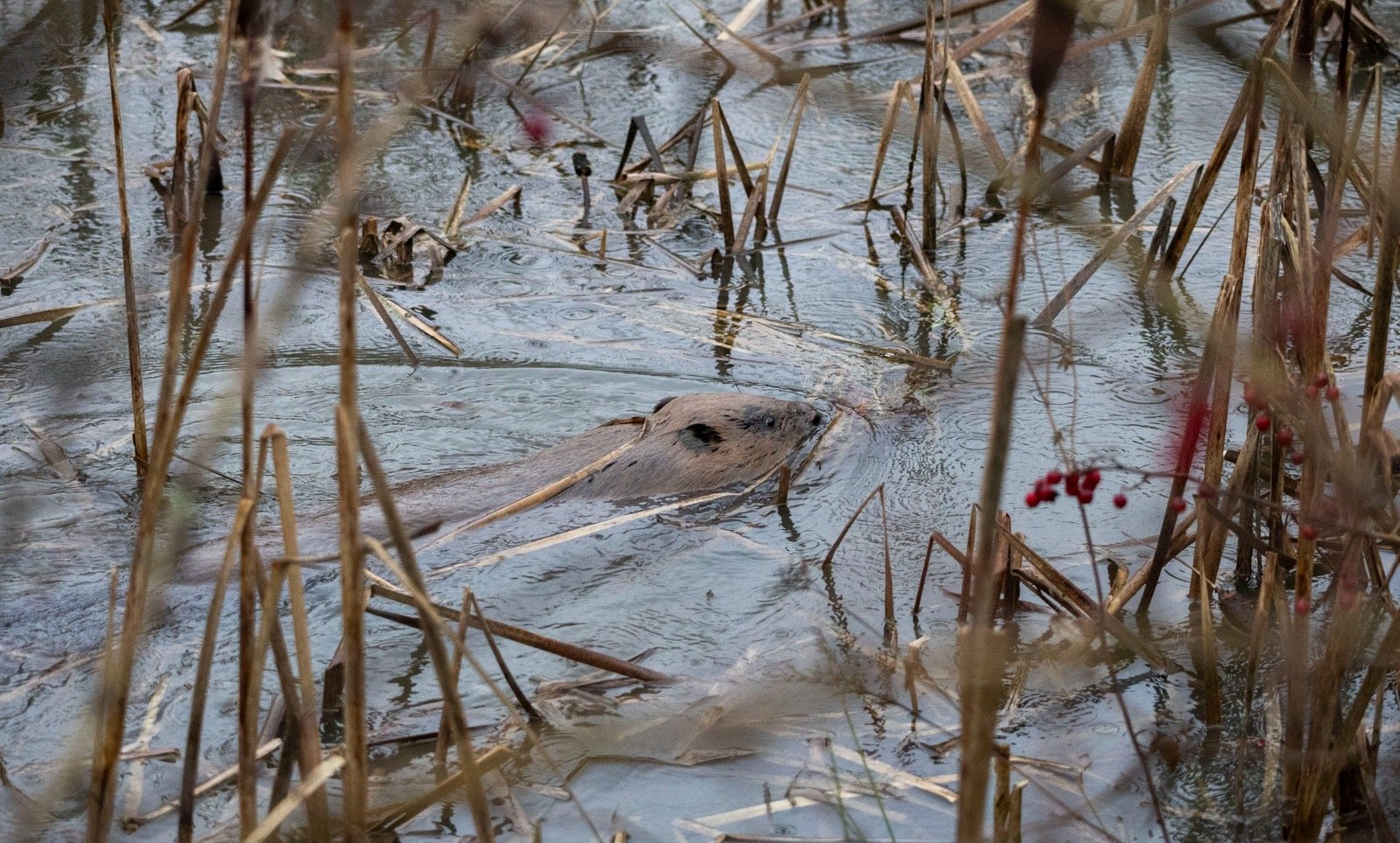 Image of one of the beavers swimming